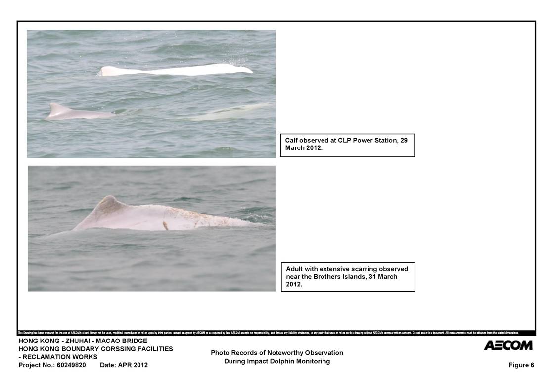 Figure 6 Photo record of noteworthy observation during impact dolphin monitoring.jpg