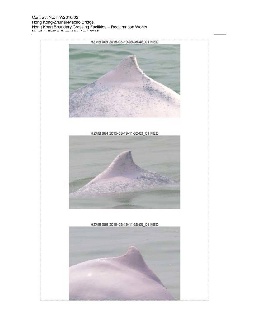 App K Impact Dolphin Monitoring Survey Sightings (March 2015)_12.jpg