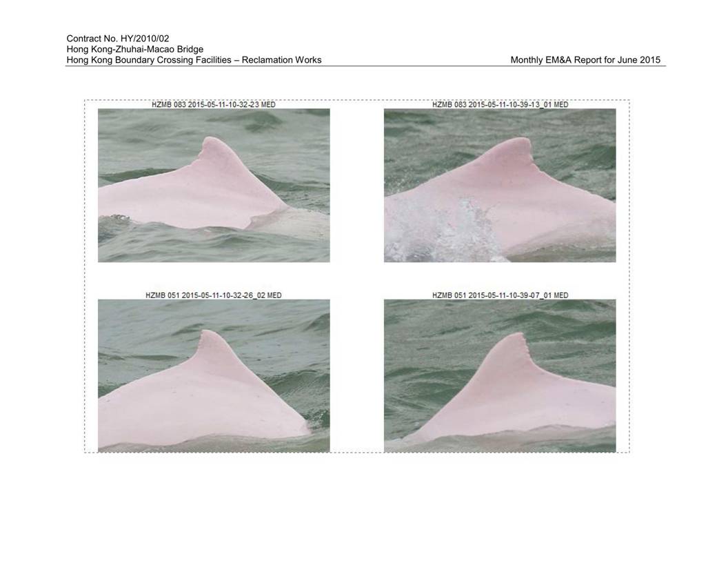 App K Impact Dolphin Monitoring Survey Sightings (June2015)_13.jpg