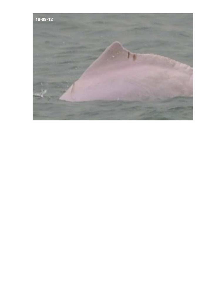 App_H Dolphin monitoring.pdf_39.jpg