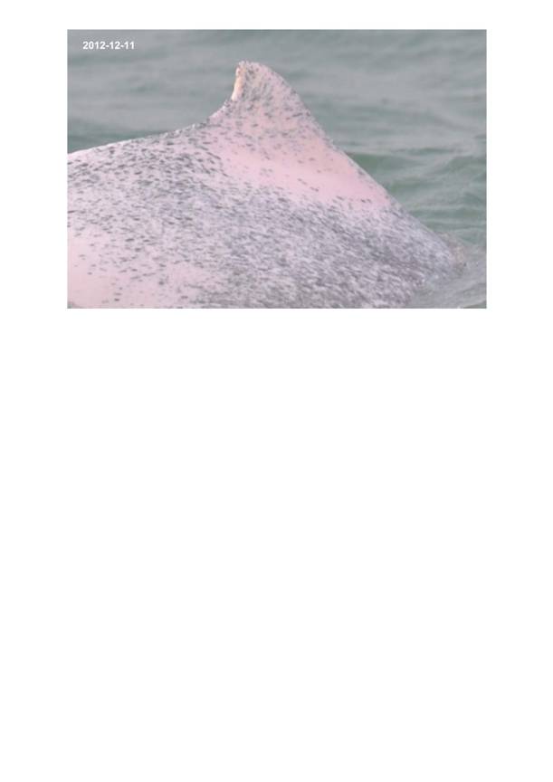 App H Dolphin Monitoring.pdf_043.jpg