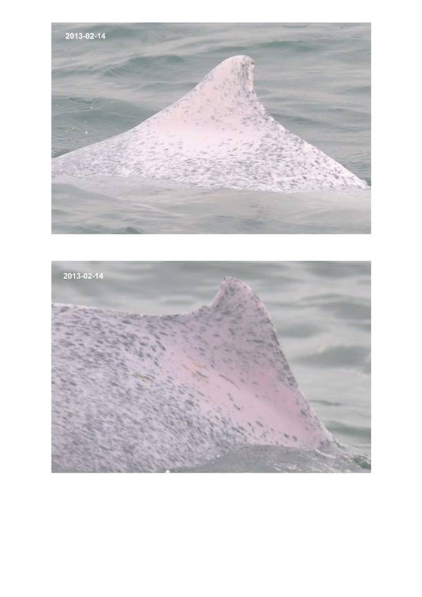 App H Dolphin Monitoring.pdf_044.jpg