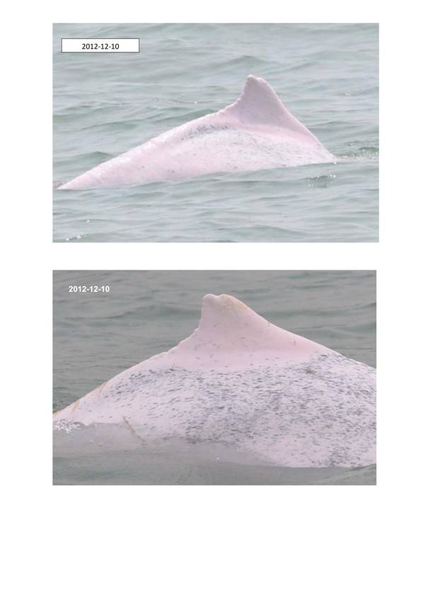 App H Dolphin Monitoring.pdf_047.jpg