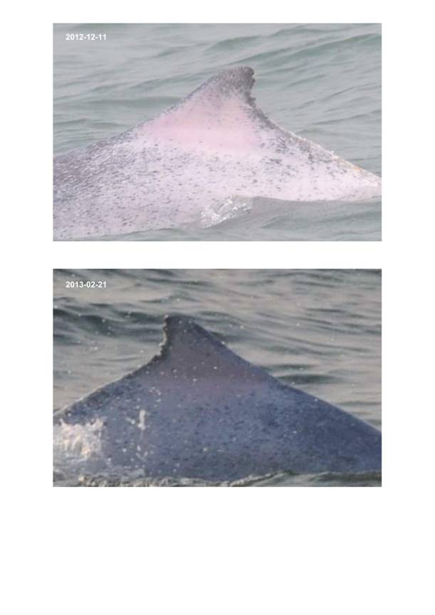 App H Dolphin Monitoring.pdf_049.jpg