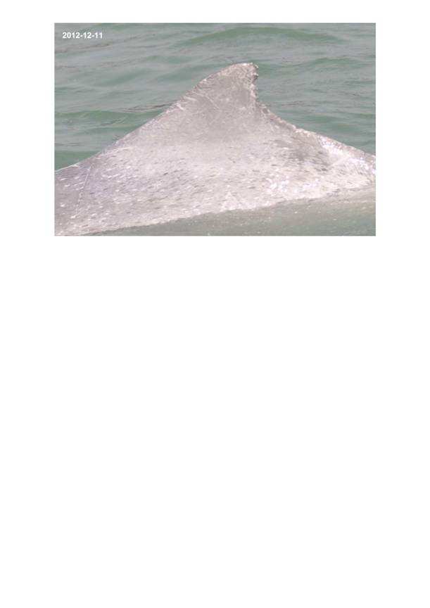 App H Dolphin Monitoring.pdf_056.jpg
