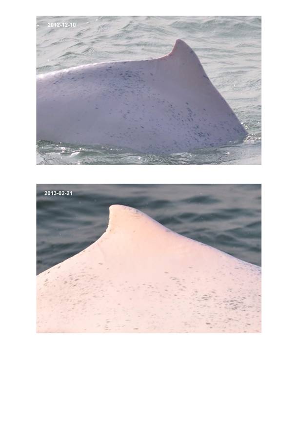 App H Dolphin Monitoring.pdf_058.jpg
