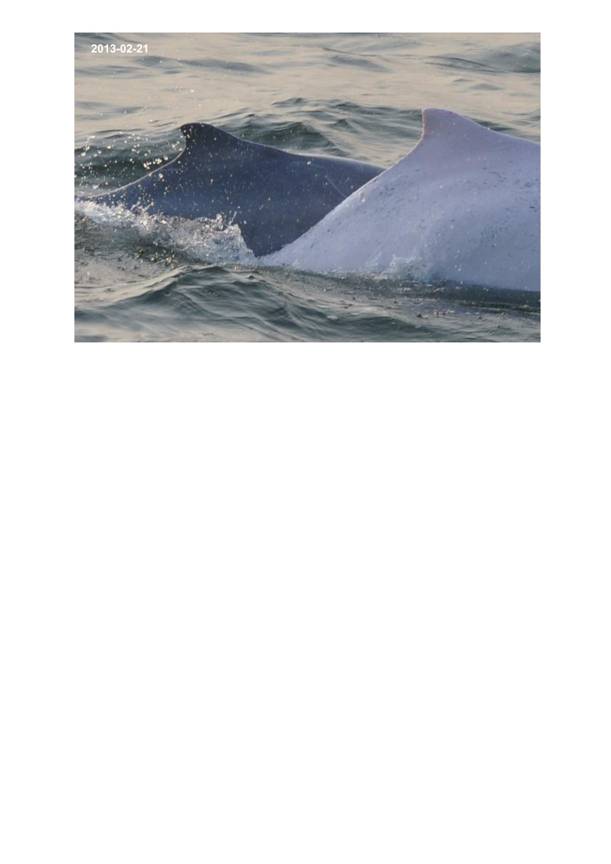 App H Dolphin Monitoring.pdf_059.jpg