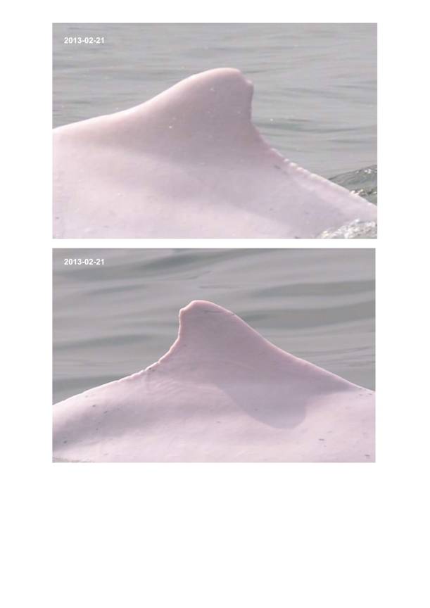 App H Dolphin Monitoring.pdf_063.jpg