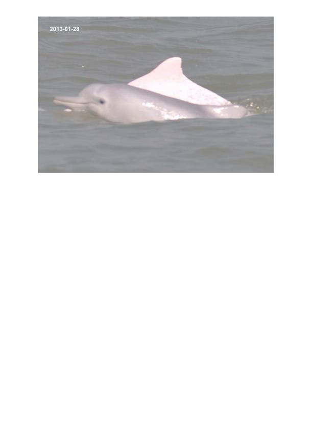 App H Dolphin Monitoring.pdf_067.jpg