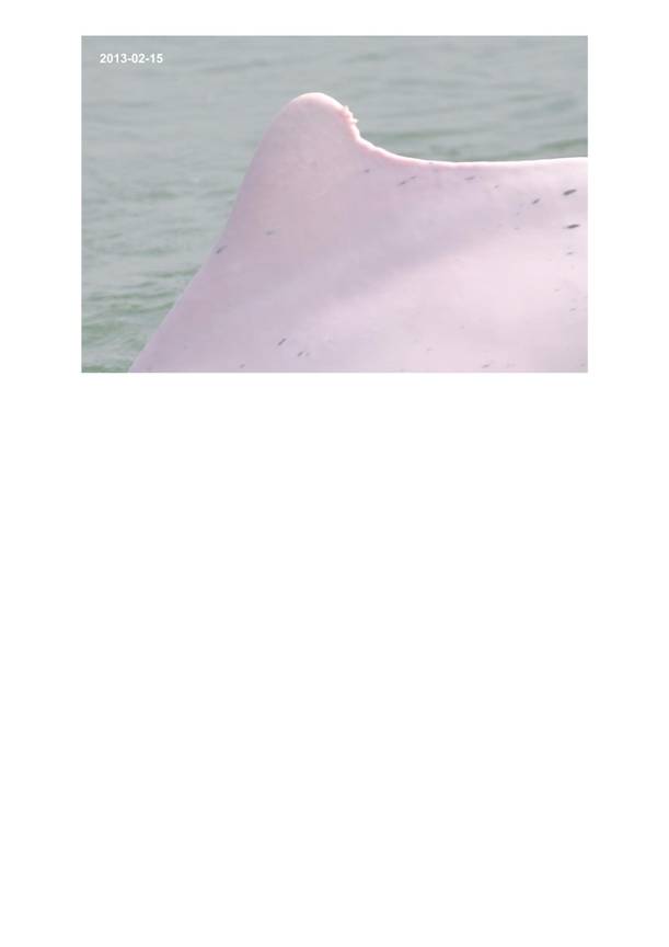 App H Dolphin Monitoring.pdf_077.jpg
