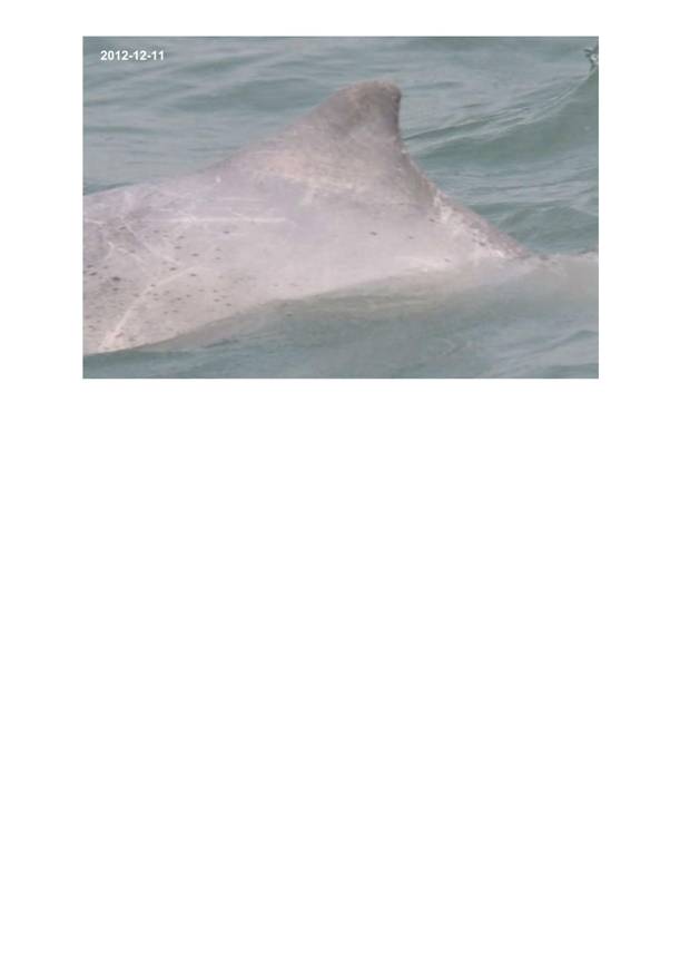 App H Dolphin Monitoring.pdf_089.jpg