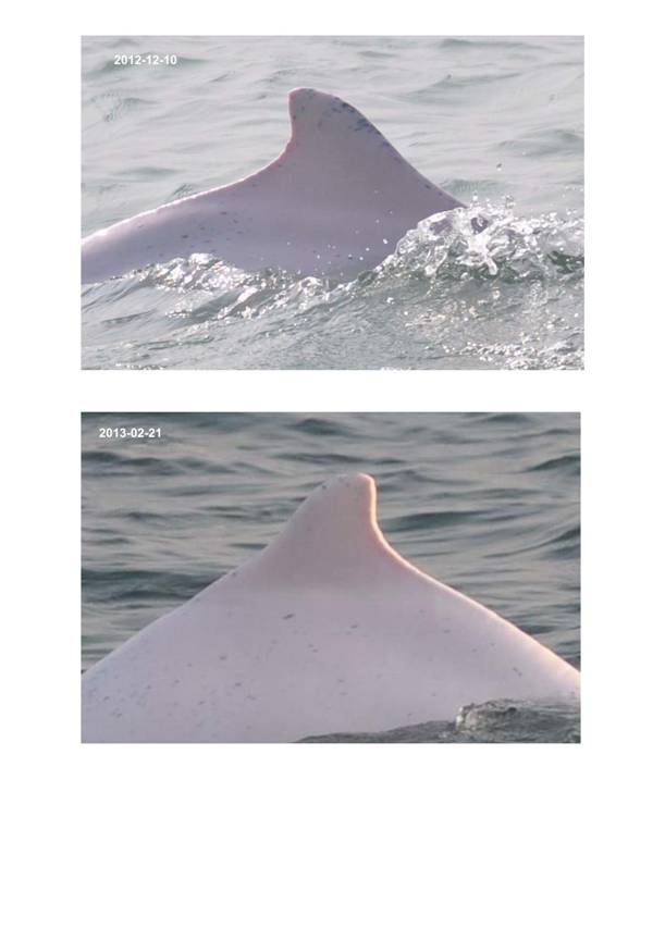 App H Dolphin Monitoring.pdf_091.jpg