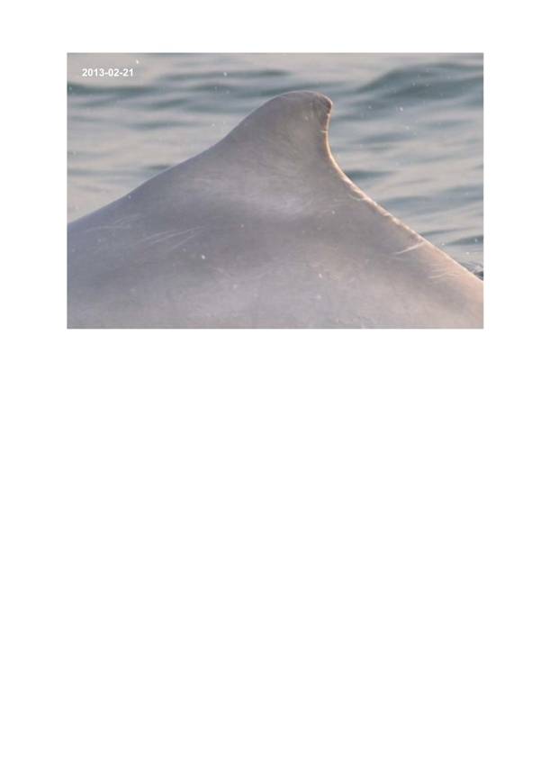 App H Dolphin Monitoring.pdf_093.jpg