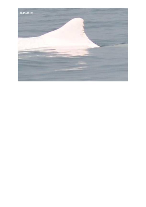 App H Dolphin Monitoring.pdf_103.jpg