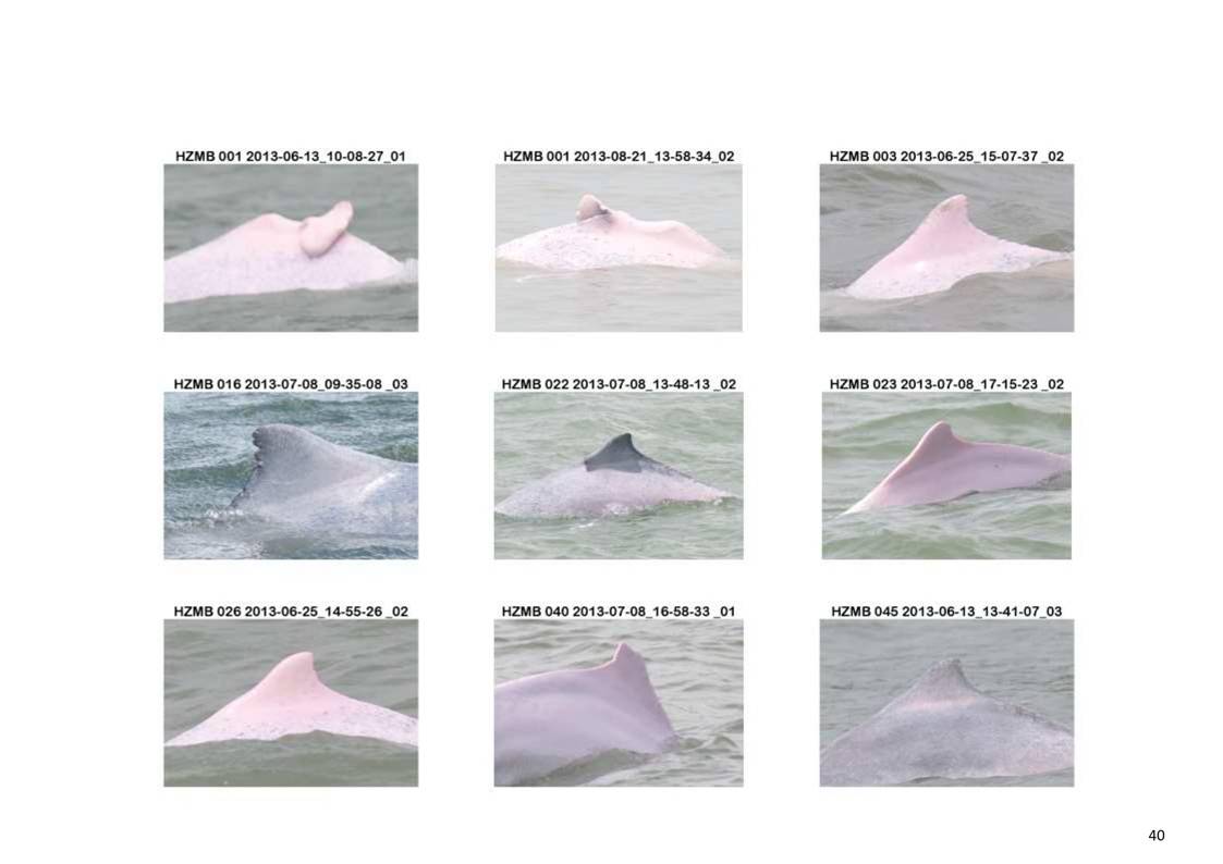 App H Dolphin Monitoring Report June- August 2013_43.jpg