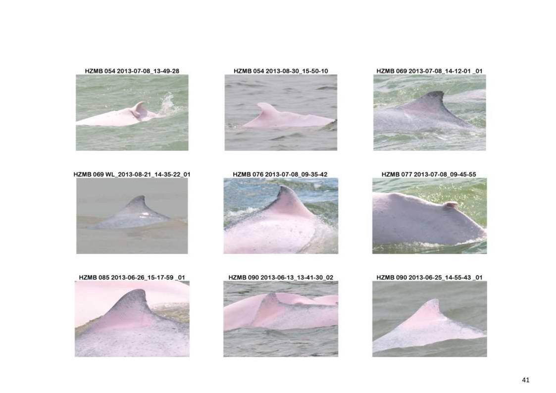 App H Dolphin Monitoring Report June- August 2013_44.jpg