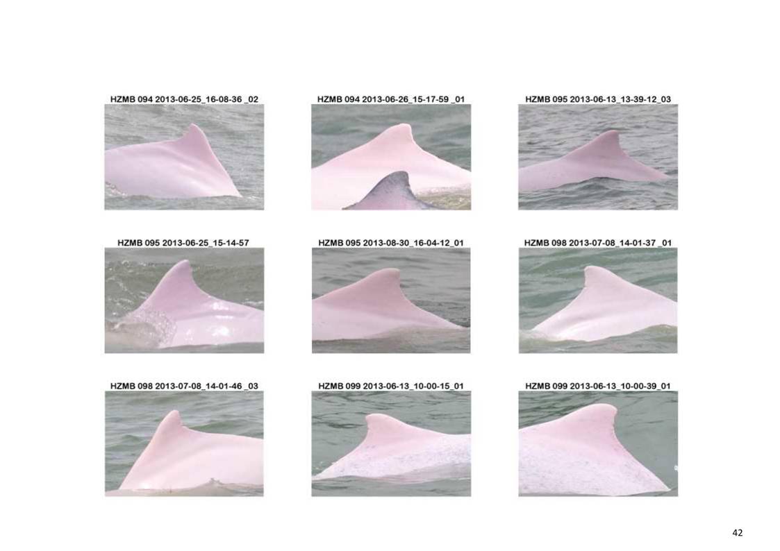 App H Dolphin Monitoring Report June- August 2013_45.jpg