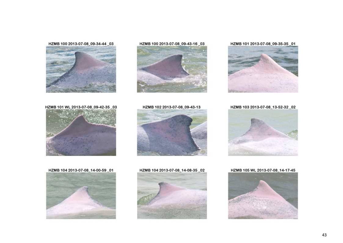 App H Dolphin Monitoring Report June- August 2013_46.jpg