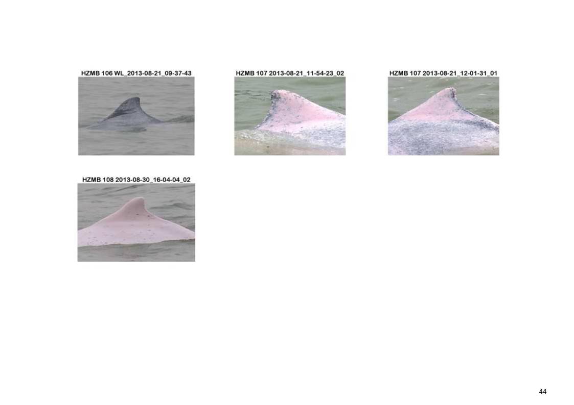 App H Dolphin Monitoring Report June- August 2013_47.jpg
