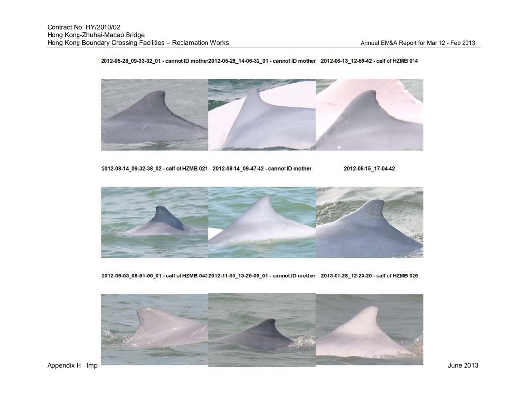 App H Impact Dolphin Monitoring Survey Findings  Analysis v3_08.jpg